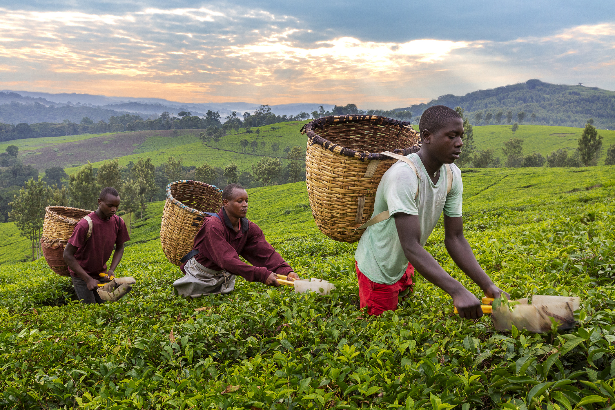 Local men pick tea leaves in Kibale, Uganda