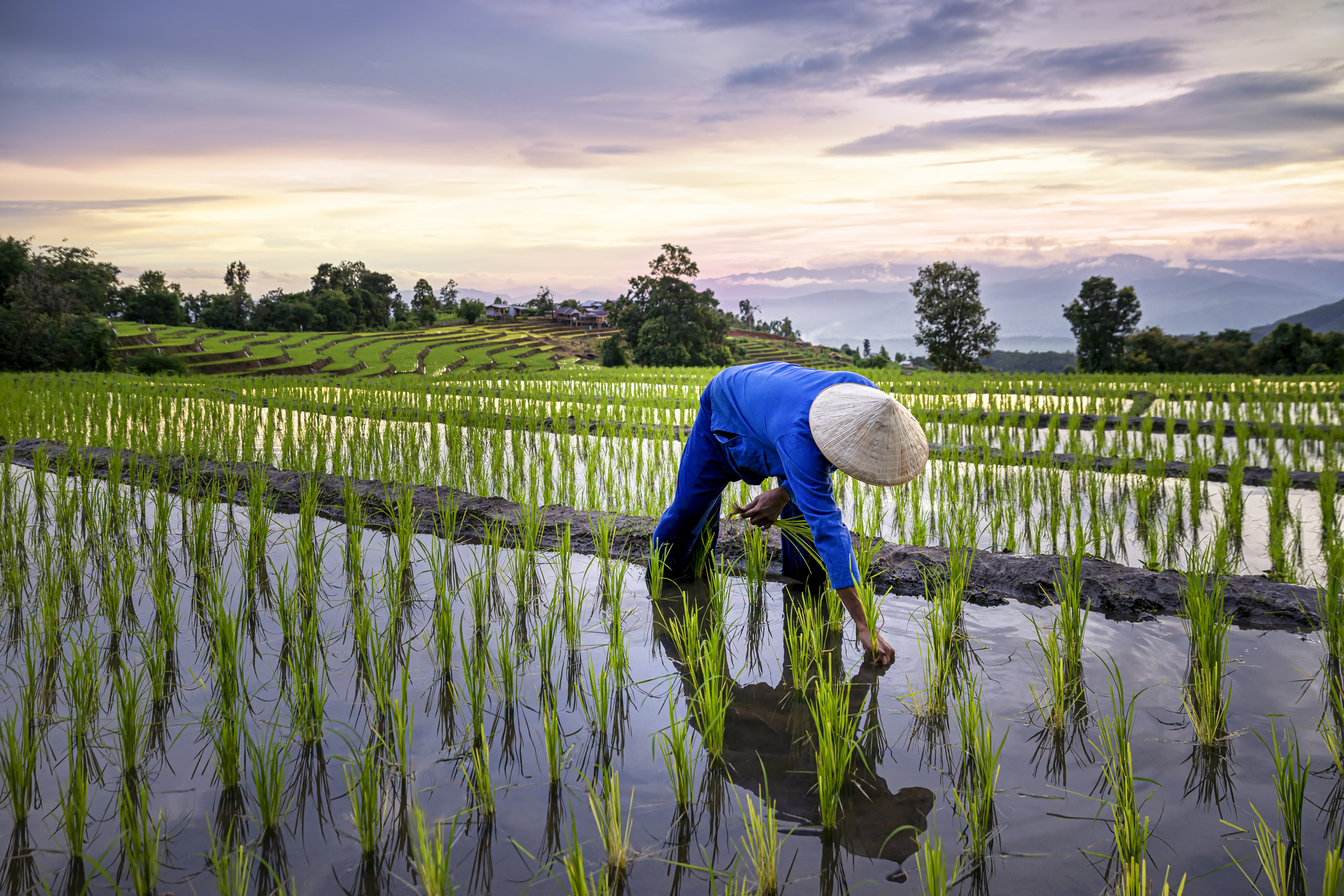Digitalizing farm to table supply chains in Asia